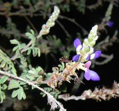 Image of silver prairie clover