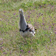 Image of Kori Bustard