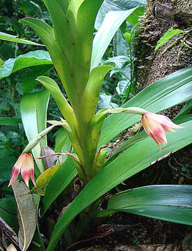 Image of Maxillaria bradeorum (Schltr.) L. O. Williams