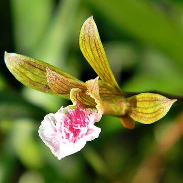 Image of Grass-Leaf Wild Coco