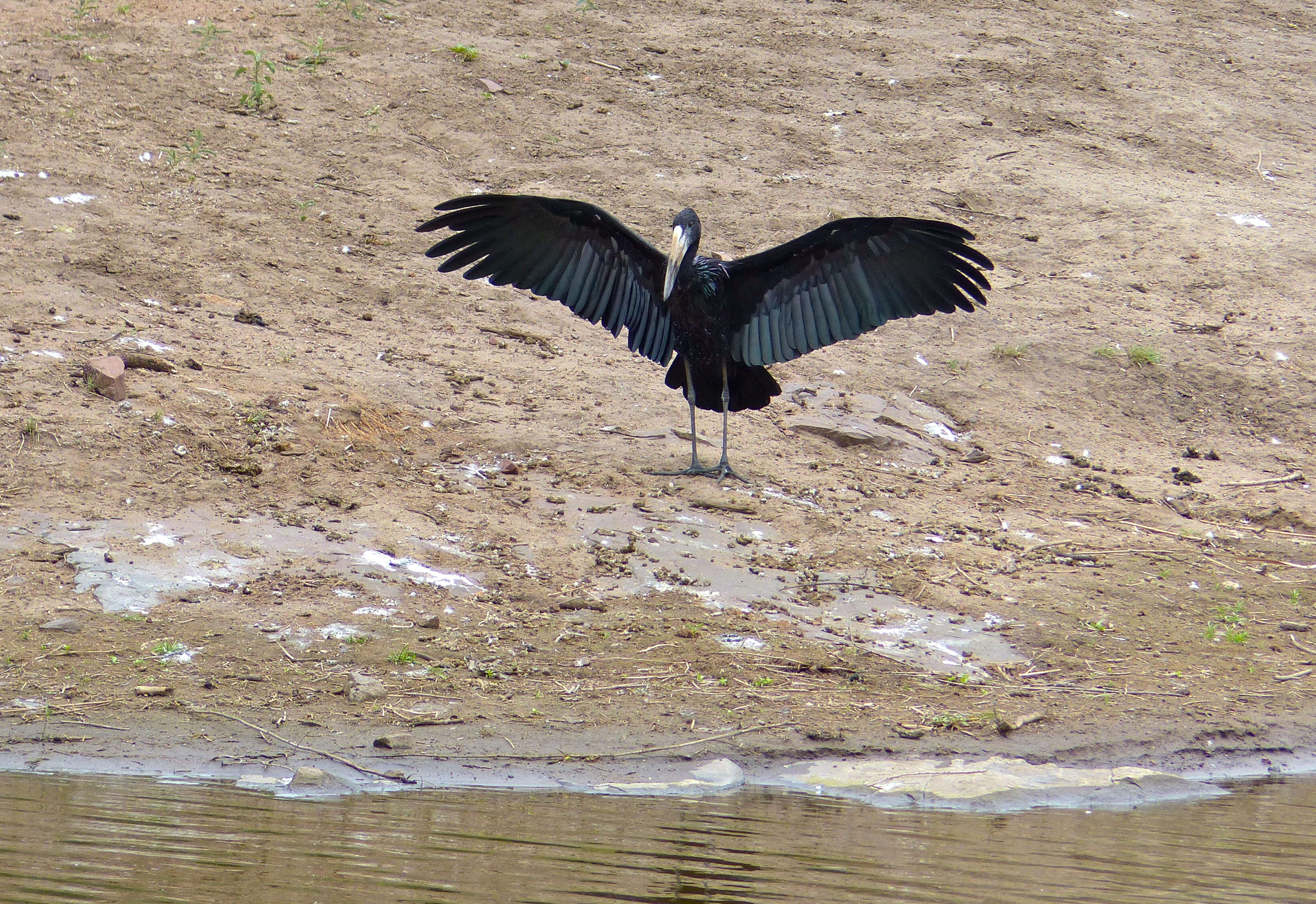 Image of Openbill stork