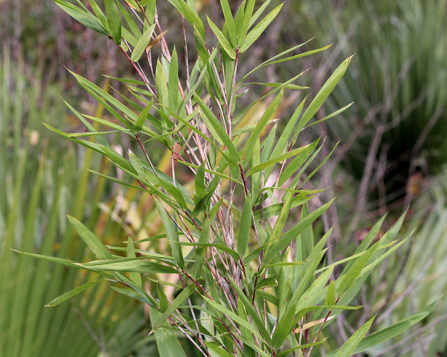 Image of cane