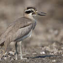 Image of Great Stone-curlew