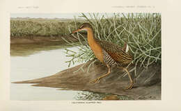 Image of Mangrove Rail