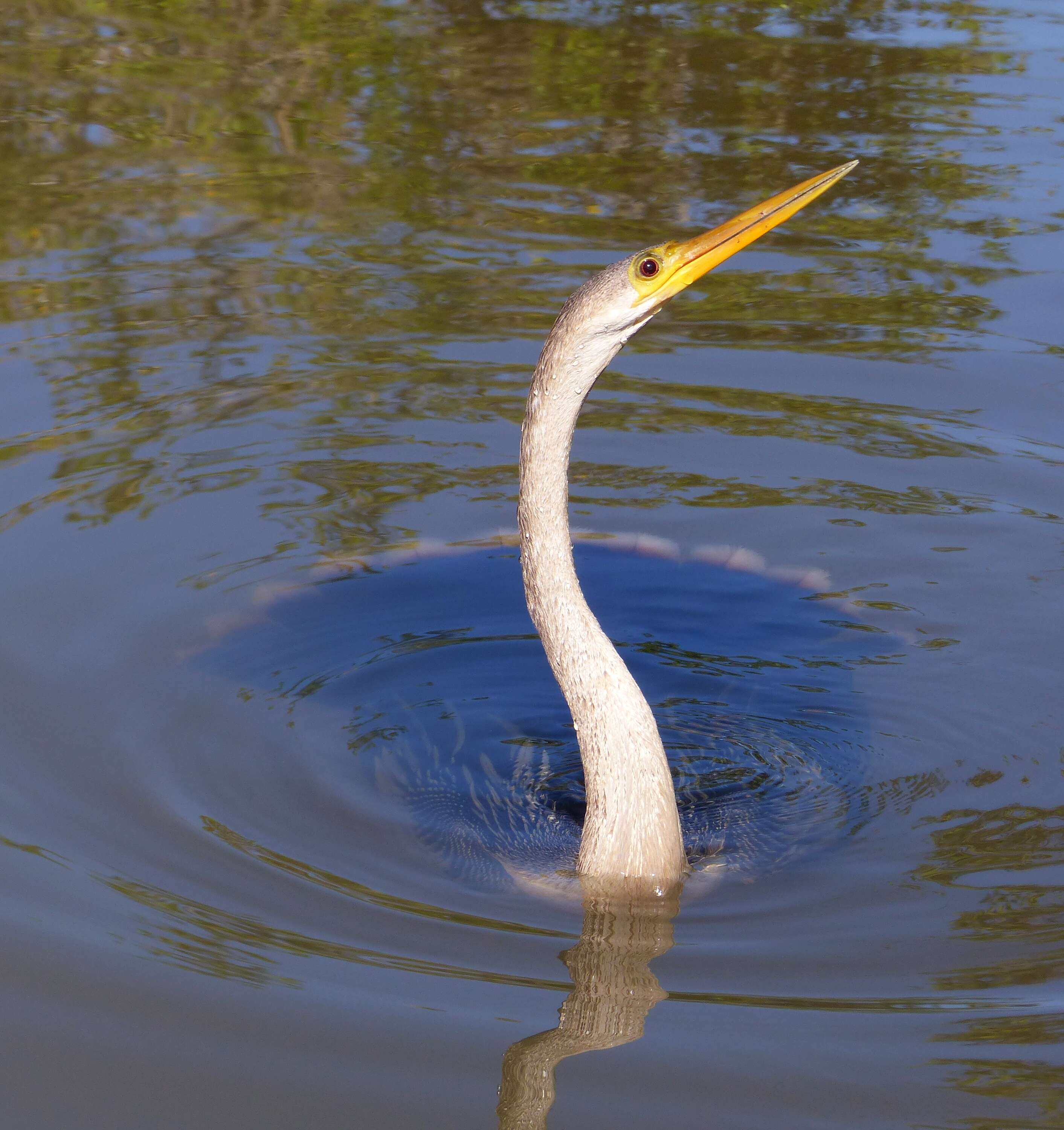 Image of anhingas and darters