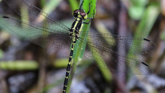 Image de Choristhemis Tillyard 1910