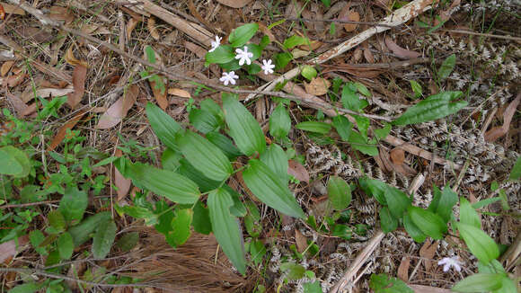 Image of Tripladenia