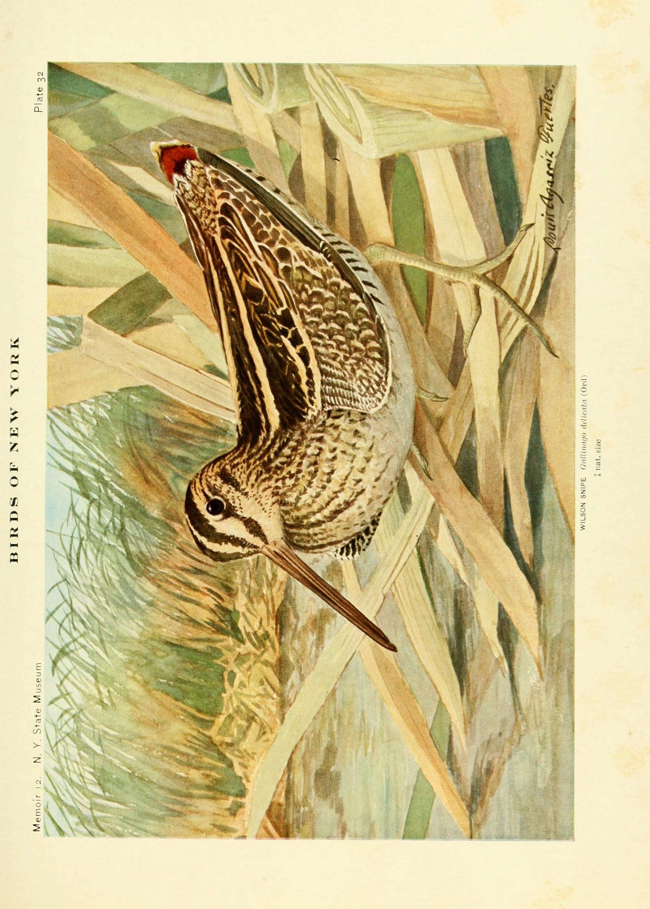 Image of Wilson's Snipe