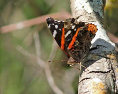 Image of Ladies and Red Admiral