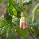 Image of European gooseberry