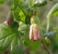 Image of currant