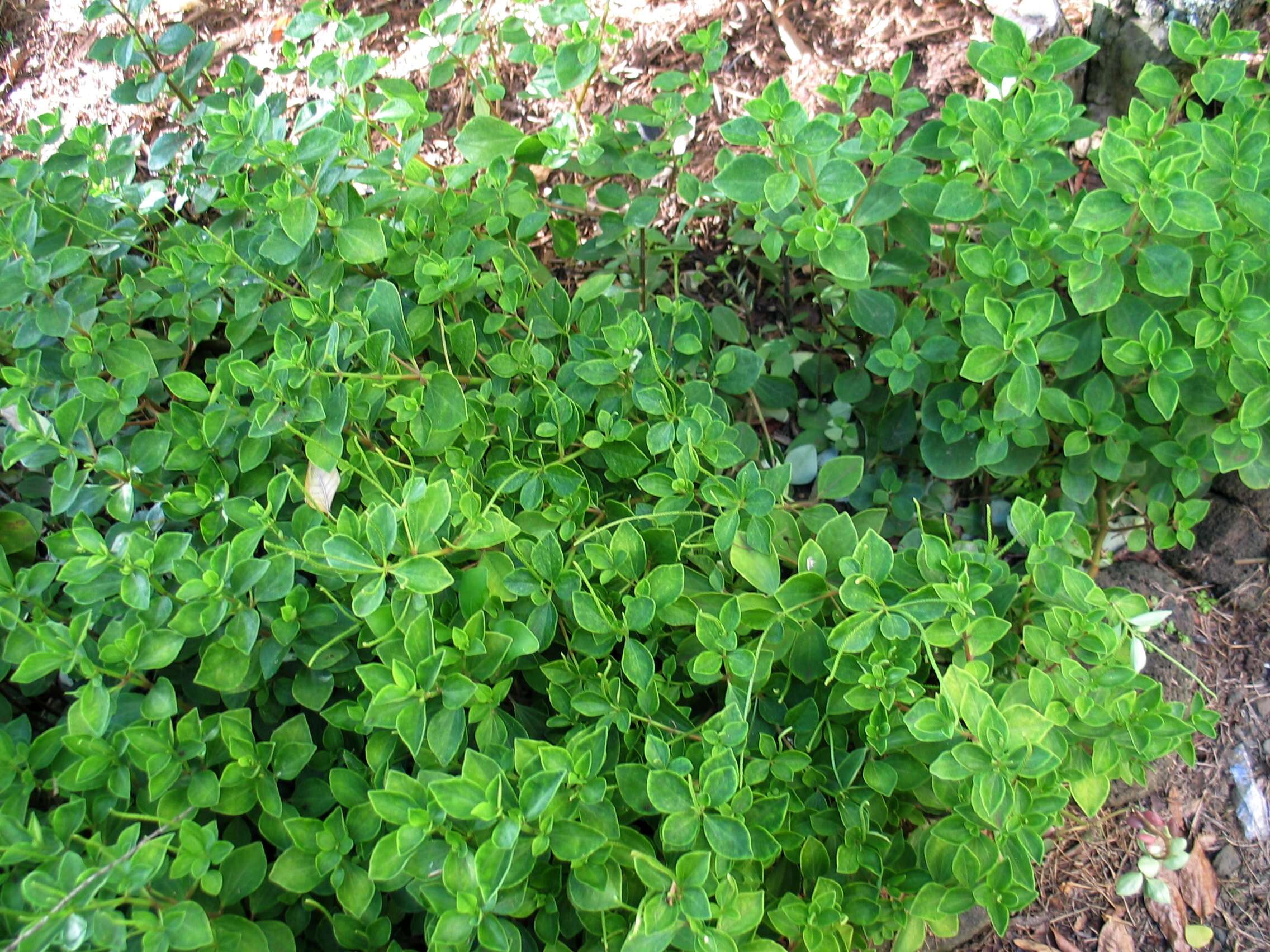 Image of peperomia