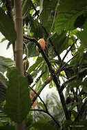 Image of Cacao Tree