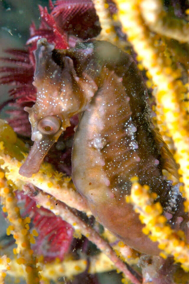 Image of seahorses