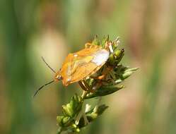 Image of Carpocoris