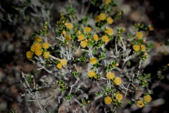 Image of Verticordia acerosa Lindl.