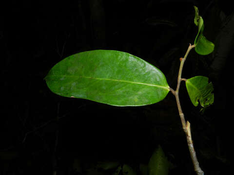 Image of Stephanopodium costaricense G. T. Prance