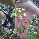 Image of Porter's Wild Lovage