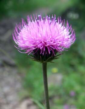 Image of plumeless thistle