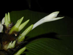 Image of Goeppertia donnell-smithii (K. Schum.) Borchs. & S. Suárez