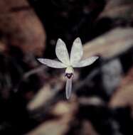 Image of Spider orchids