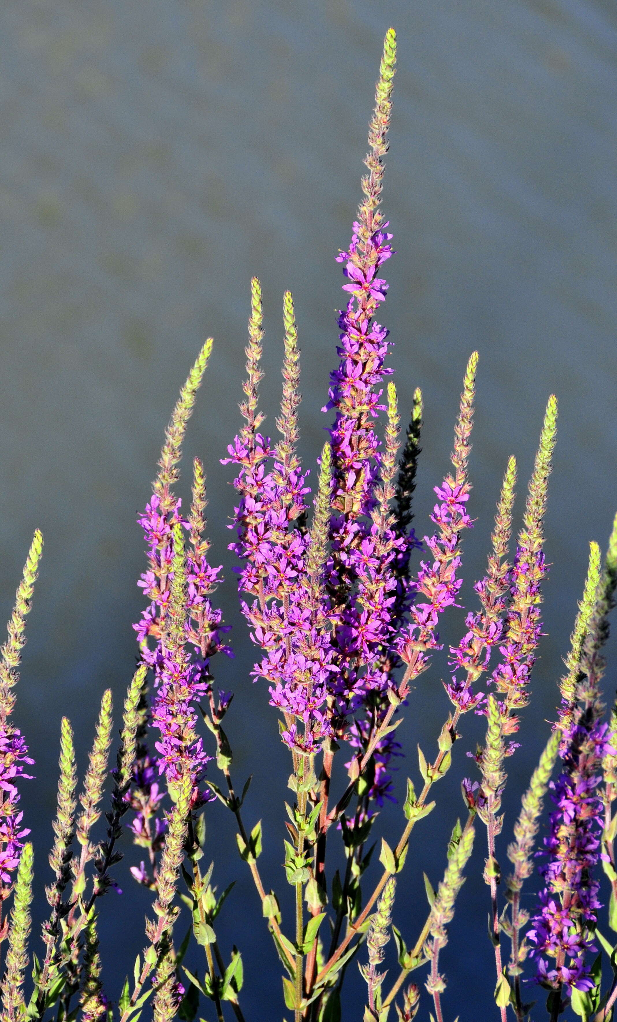 Image of loosestrife