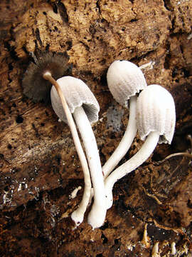 Sivun Fungi kuva