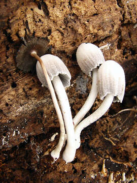 Image of basidiomycete fungi