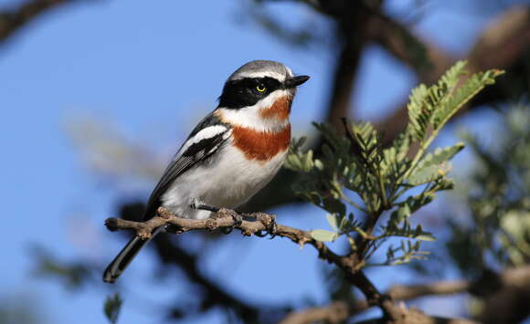 Image of Chinspot Batis