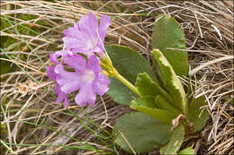 Image of Primula villosa Wulfen