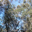 Image of northern beantree