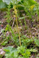 Image of Coralroot