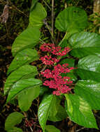 Image of Cissus biformifolia Standl.