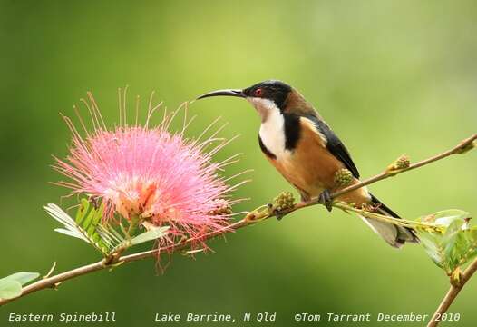 Image of Spinebill