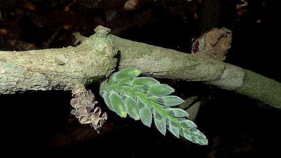 Plancia ëd Adenocalymma coriaceum A. DC.