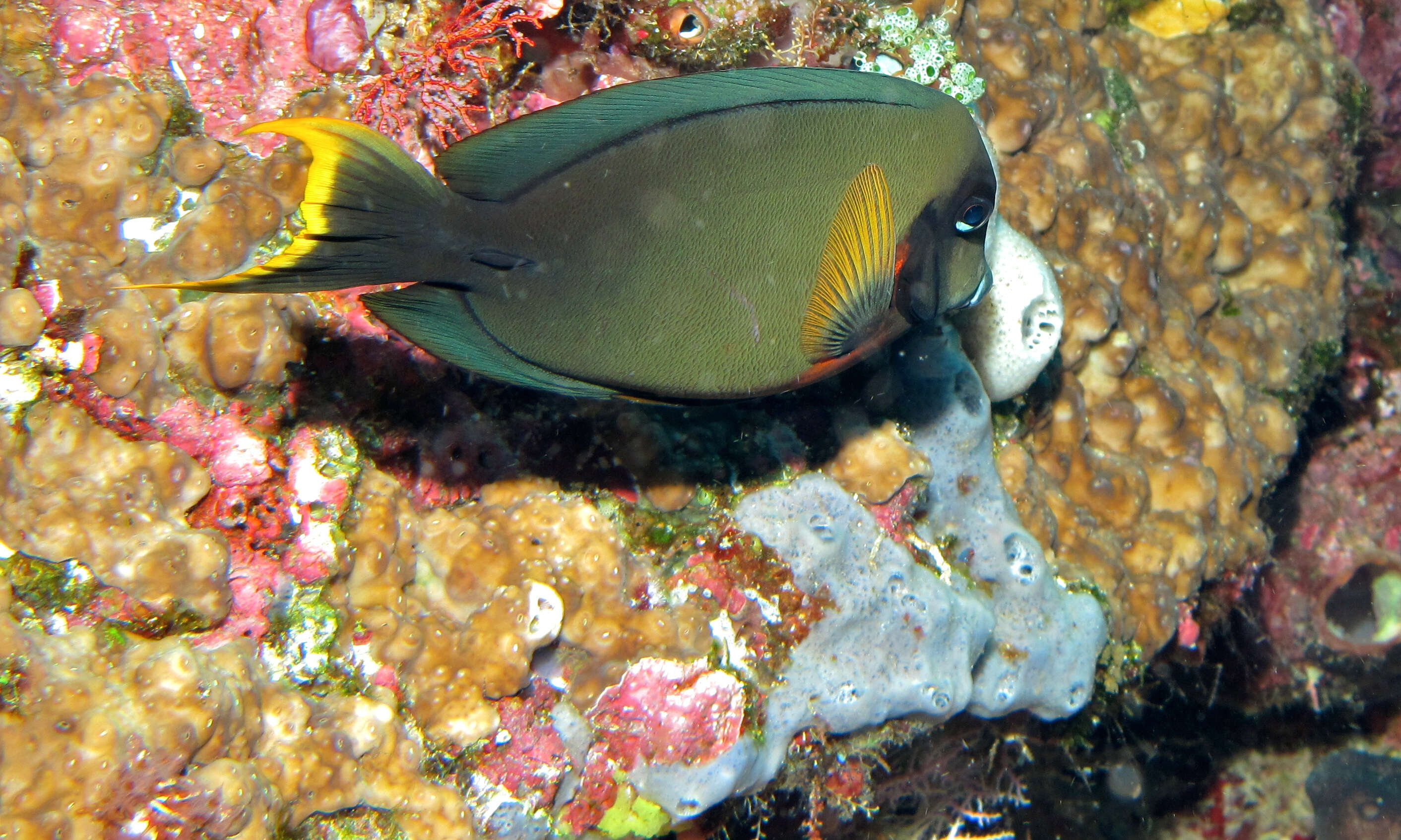 Image of Chocolate Surgeonfish