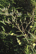 Image of prickly lettuce