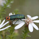 Image of jewel beetles