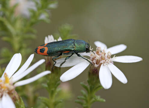 Image of Castiarina