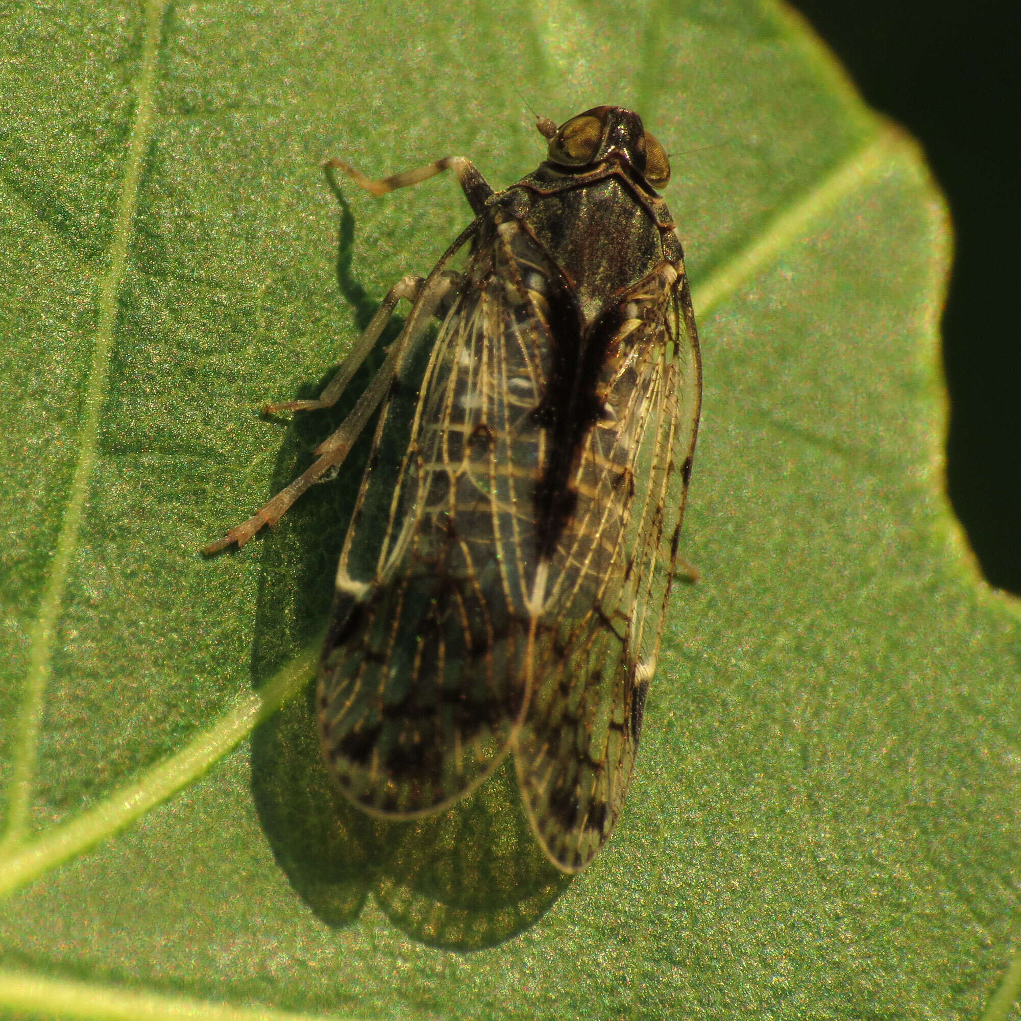 Image of cixiid planthoppers