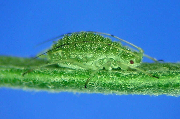 Image of Pleotrichophorus
