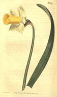 Image of Narcissus bicolor L.