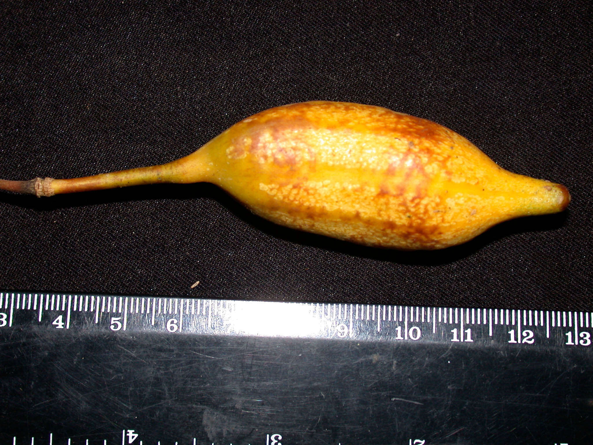 Image of Capparidastrum macrophyllum (Kunth) Hutchinson