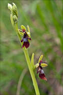 Image of Fly orchid