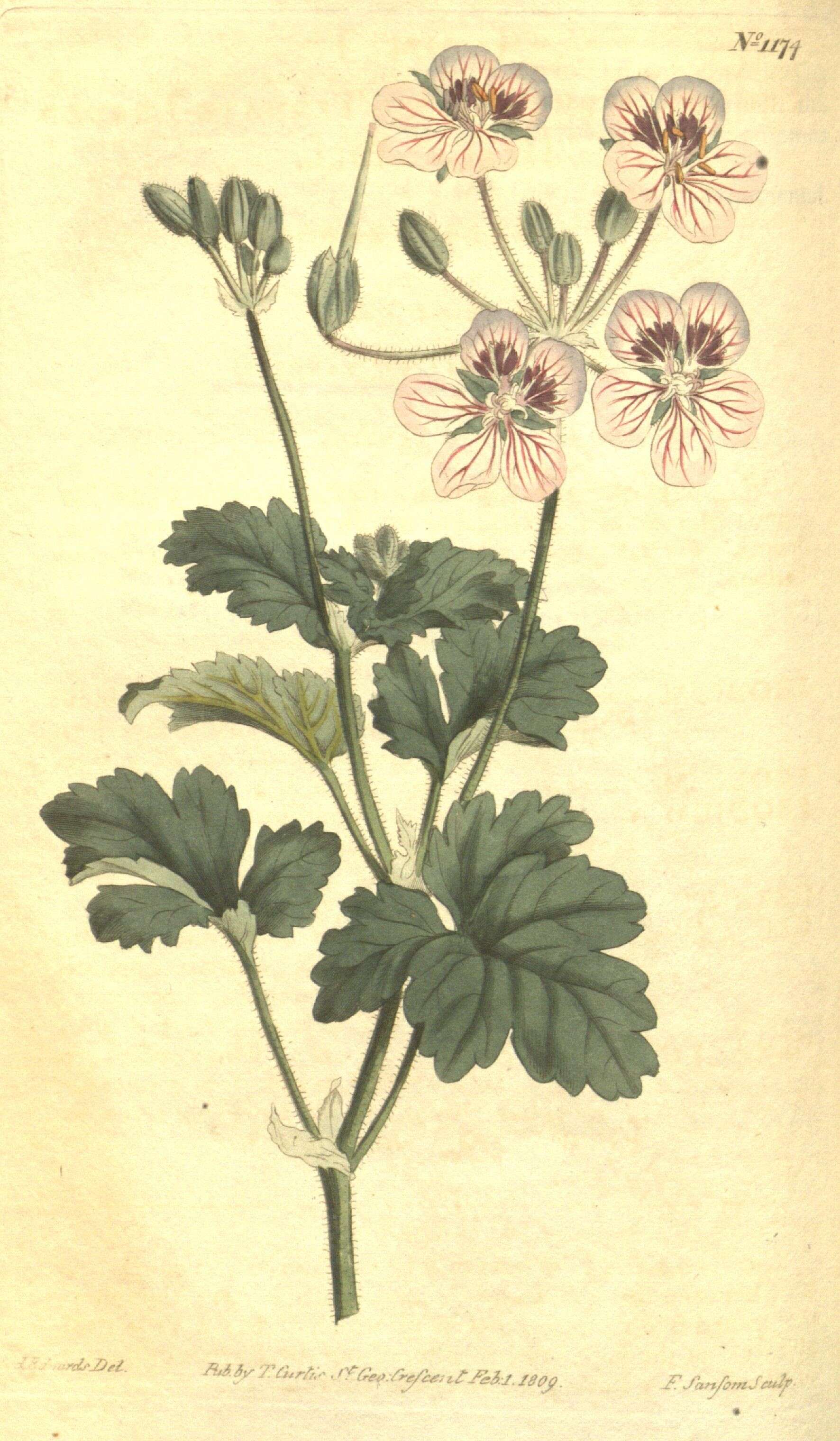 Image of Erodium trifolium (Cav.) Cav.