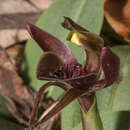 Image of Three-horned bird orchid