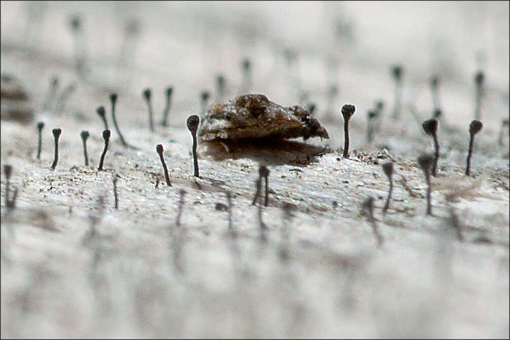 Image of spike lichen