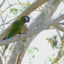 Image of Golden-collared Macaw