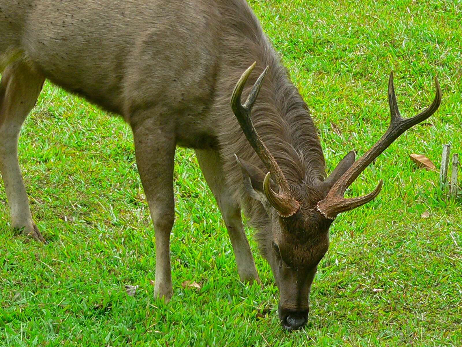 Image of Rusa unicolor cambojensis (Gray 1861)