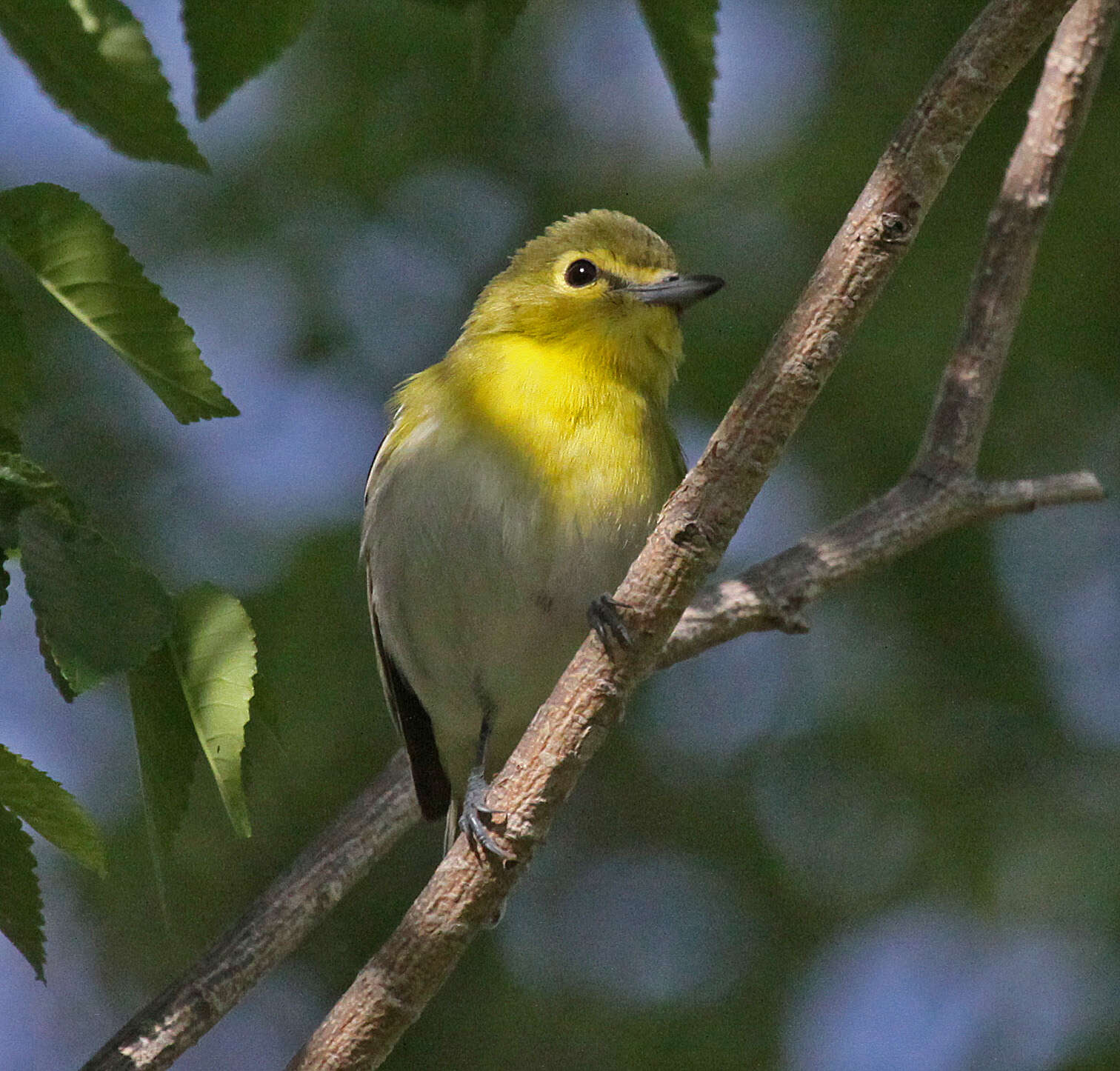 Sivun keltarintavireo kuva